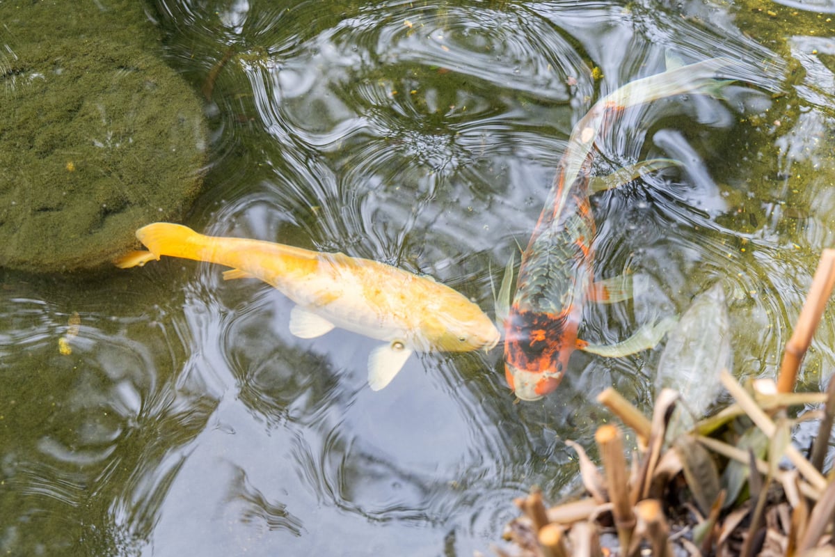 Koi in the reflecting pond