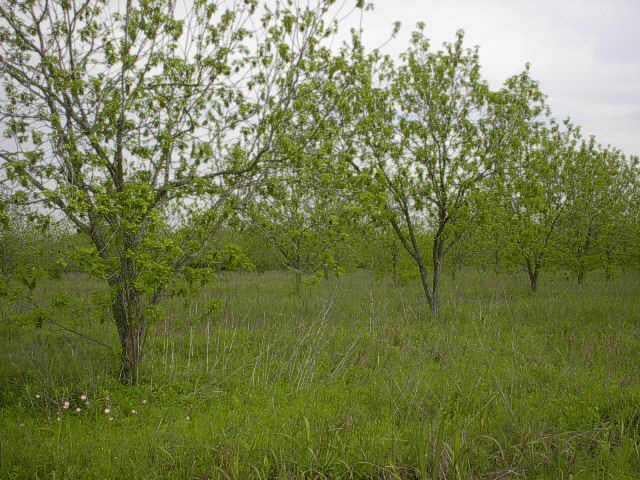 View 0 Granny DR 0 Granny DR - front exterior - Luxury home in Del Valle, TX