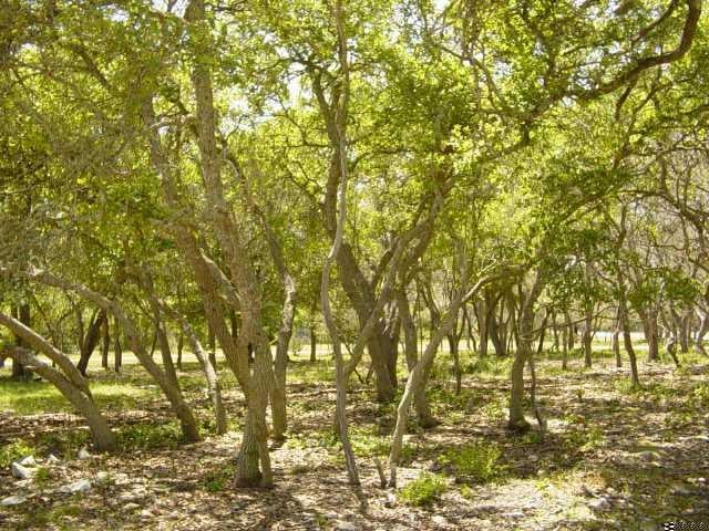 View 00 Blanco River RPDS 00 Blanco River RPDS - front exterior - Luxury lot in Wimberley, TX