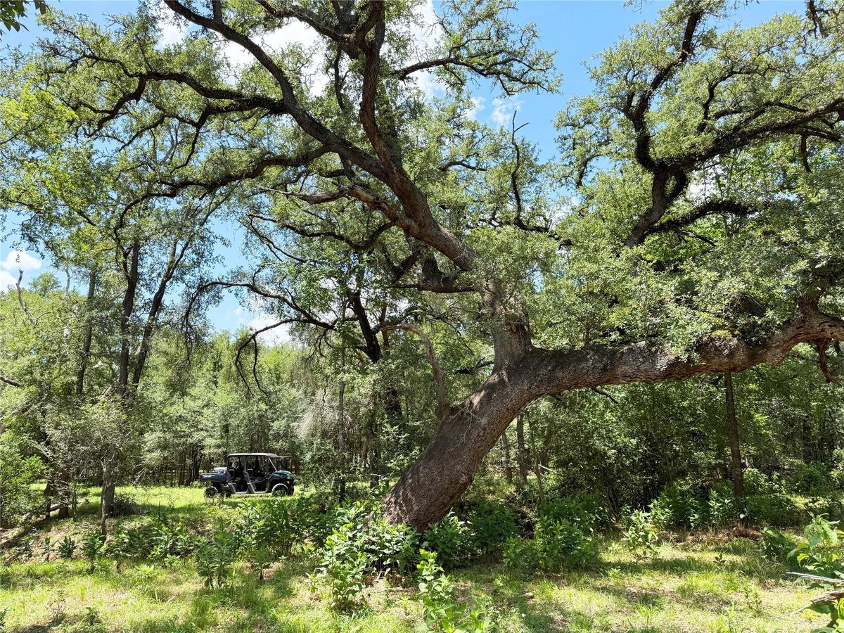 View 0000 FM 2239 in A244 Mccollum, Elias 0000 FM 2239 - property photo 1 - Luxury lot in A244 Mccollum, Elias, Paige, TX