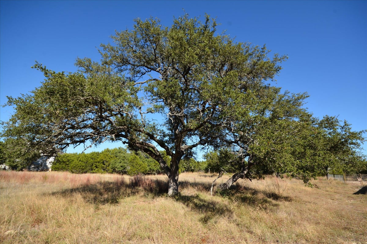 View 121 S JESSE STIFF Dr in Rockin J Ranch 121 S JESSE STIFF Dr - front exterior - Luxury lot in Rockin J Ranch, Blanco, TX