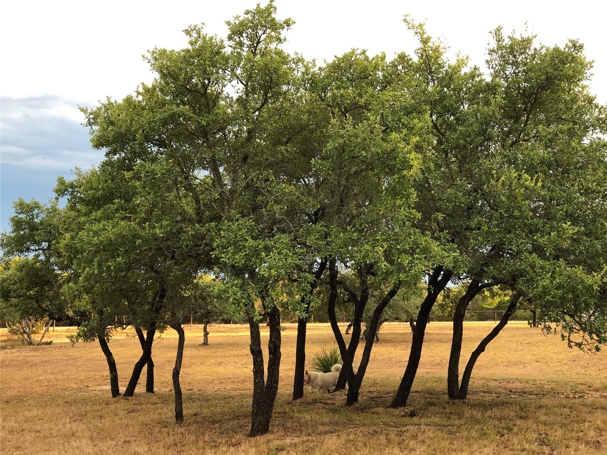 Primary bedroom at 1215 Montell Rd - Hill Country Ranches, Wimberley, TX