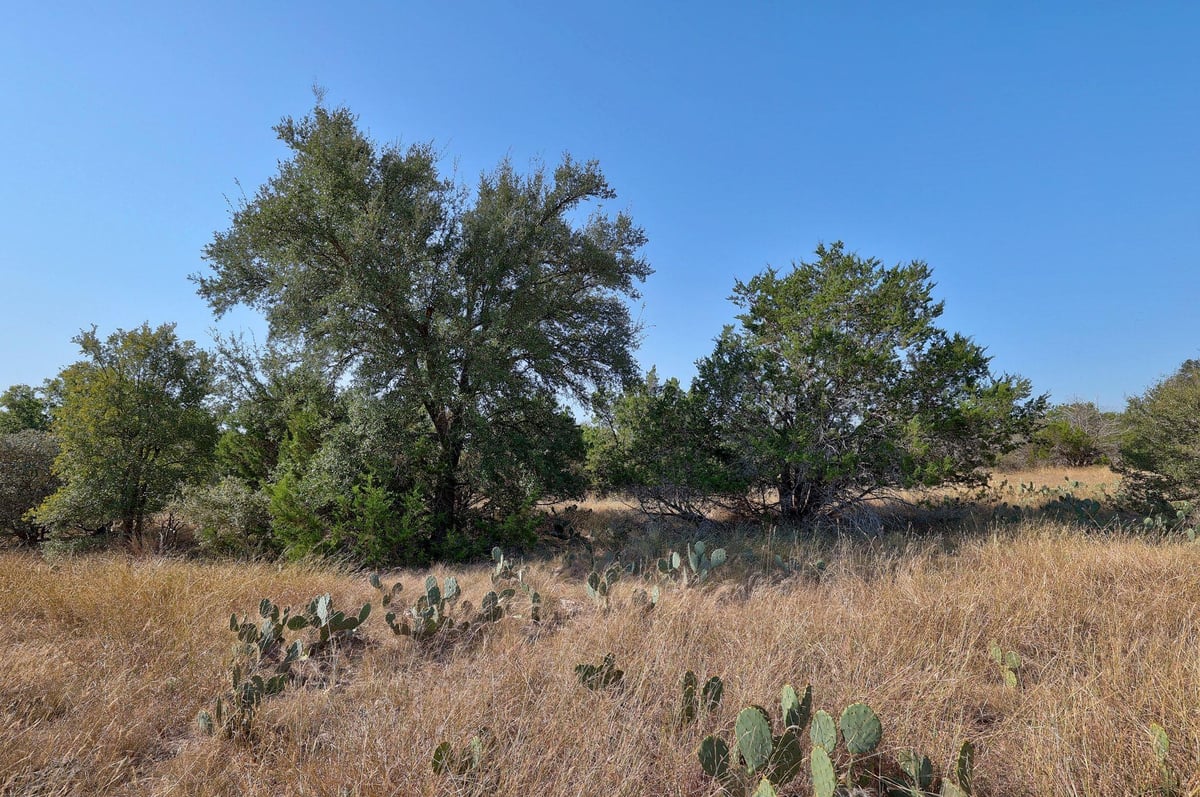 Primary bedroom at 123 Appaloosa Cv - Spears Ranch On Salado Creek Sec 01, Jarrell, TX