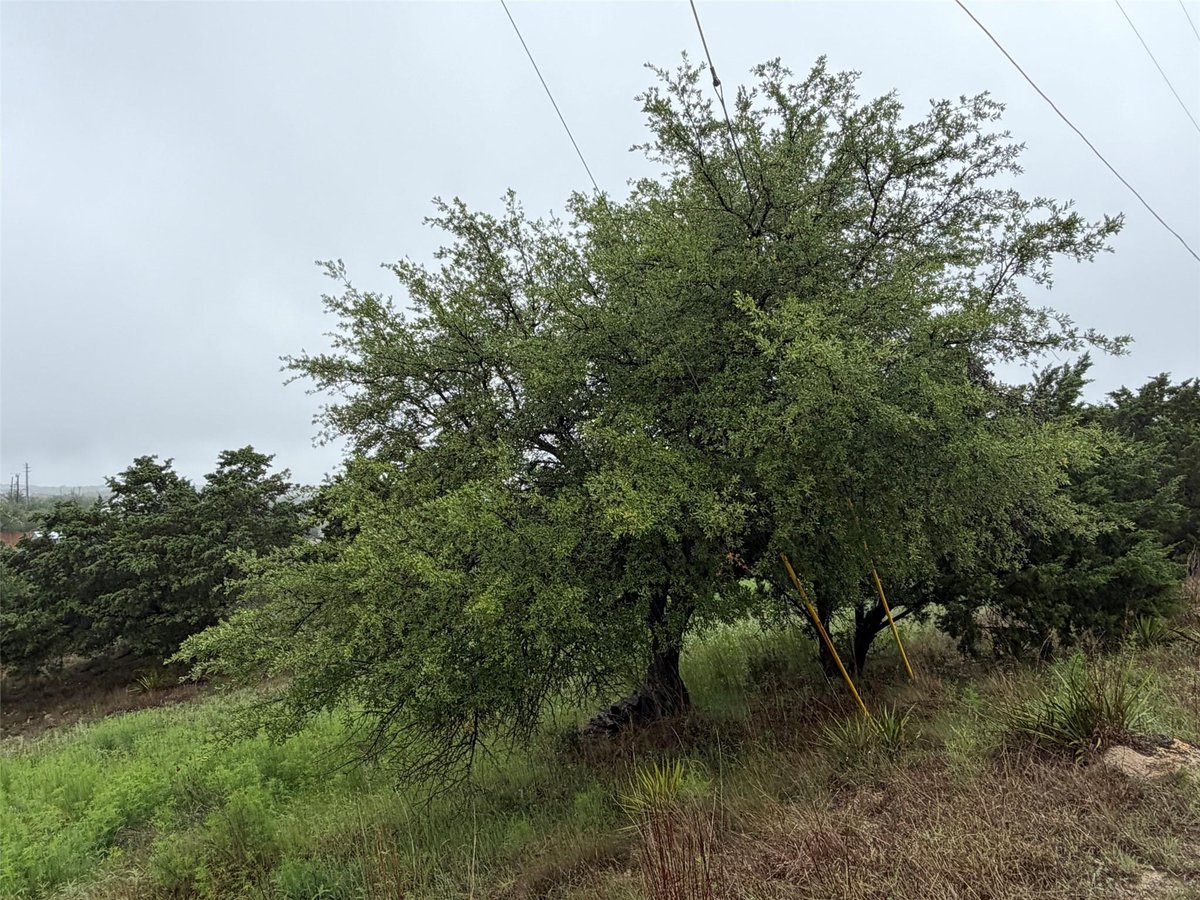 View 17408 Lake Wood Cir in Mountain Creek Lakes Sec 01 17408 Lake Wood Cir - front exterior - Luxury lot in Mountain Creek Lakes Sec 01, Dripping Springs, TX
