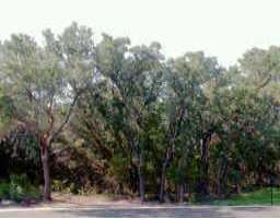 View 18603 Buckhorn CIR 18603 Buckhorn CIR - front exterior - Luxury lot in Point Venture, TX