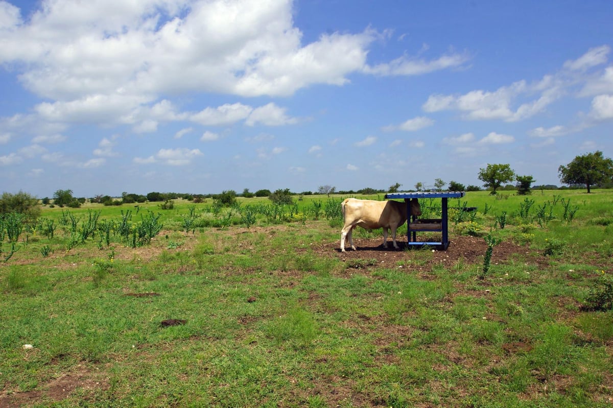 Primary bedroom at 2002 County Road 276 - 200 Acres, Bertram, TX