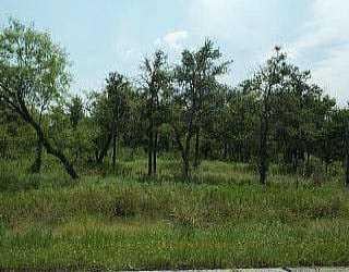 View 210 Oak Arbor 210 Oak Arbor - front exterior - Luxury lot in Dale, TX