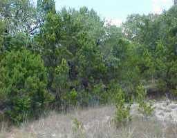 View 22003 Plockton 22003 Plockton - front exterior - Luxury lot in Briarcliff, TX