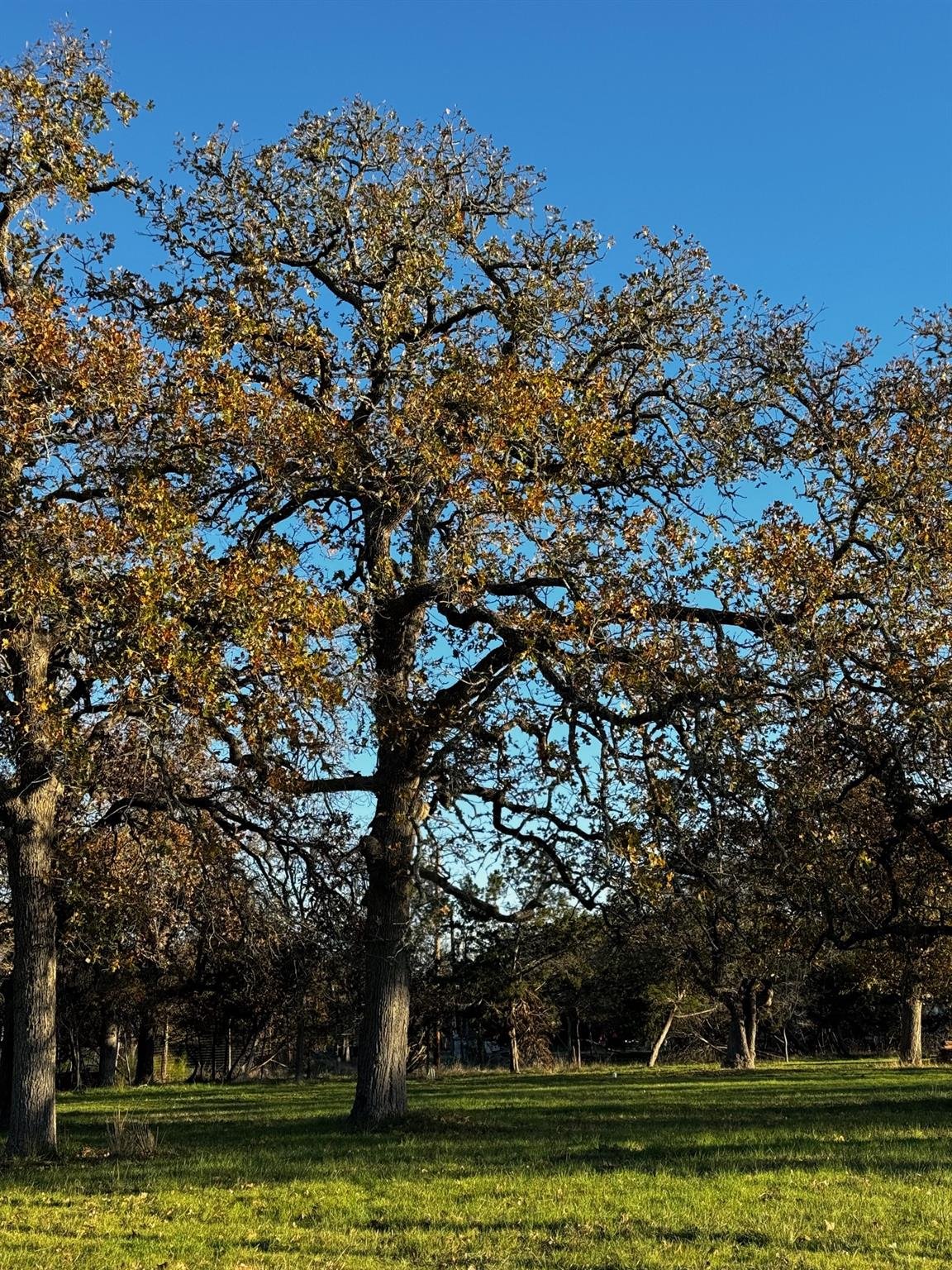 244 Buckskin Pass - front exterior - Luxury lot in Rolling Oaks Sec 3, Driftwood, TX