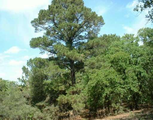 247 Corral RD - front exterior - Luxury lot in Smithville, TX