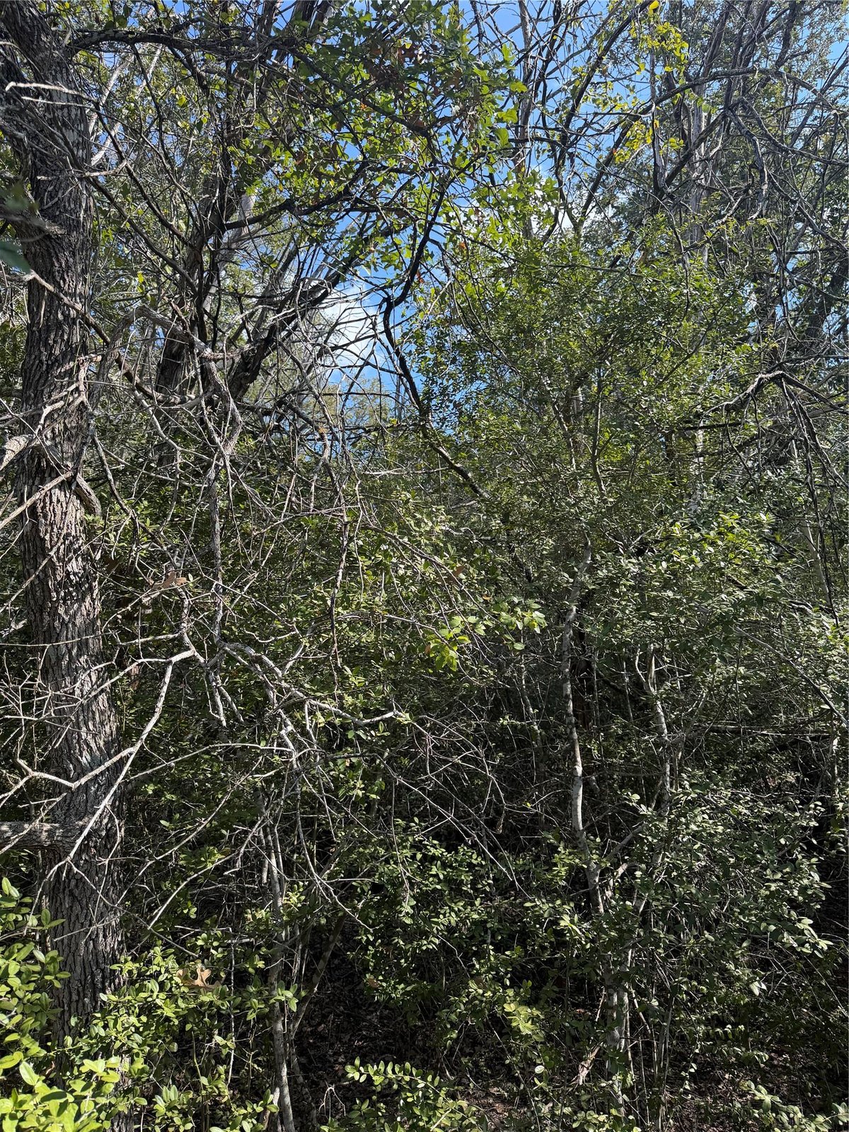 View 251 Iva LN in Bastrop 251 Iva LN, photo 1 of 12, Bastrop, Bastrop, TX