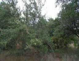 View 260 Great Eagle TRL 260 Great Eagle TRL - property photo 1 - Luxury lot in Austin, TX