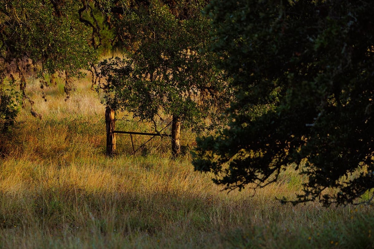 Backyard with mature oak tree canopy at 3067 Ranch Road 1888 - Blanco, TX