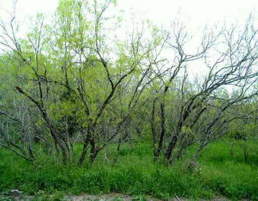 View 312 Lamaloa LN 312 Lamaloa LN - property photo 1 - Luxury lot in Bastrop, TX