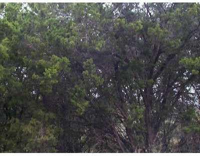 View 316 Live Oak Hill CT 316 Live Oak Hill CT - front exterior - Luxury lot in San Marcos, TX
