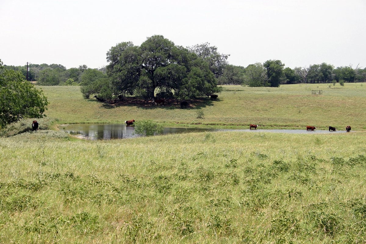 View 319 R C Ln 319 R C Ln - view with 319 R C Ln in Lockhart and open pasture - Luxury home in Lockhart, TX
