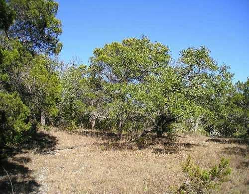 View 4004 Stoneridge CT in The Preserve at Lost Gold Cave (Proposed Subdivisi 4004 Stoneridge CT - property photo 1 - Luxury lot in The Preserve at Lost Gold Cave (Proposed Subdivisi, Austin, TX