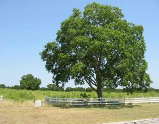 416 Colorado DR - front exterior - Luxury lot in Cedar Creek, TX