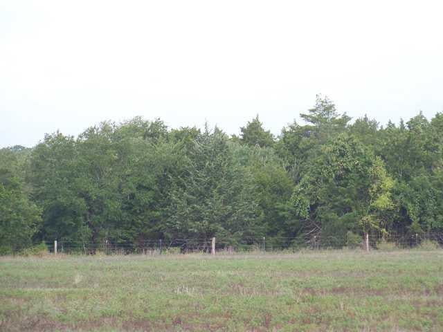 View 44 acres Fm 2145 in Nechanitz 44 acres Fm 2145, photo 1, Nechanitz, Nechanitz, TX