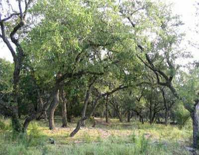 View 500 N Angel Light Dr 500 N Angel Light Dr - front exterior - Luxury lot in Spicewood, TX