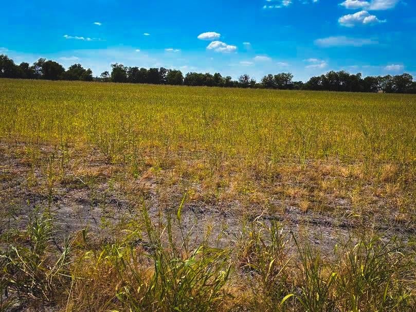 View CR 3061 lot 1 Highway in Thorndale CR 3061 lot 1 Highway, photo 1 of 12, Thorndale, Thorndale, TX