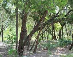 View L-1347 Broken Bow TRL L-1347 Broken Bow TRL - property photo 1 - Luxury lot in Austin, TX
