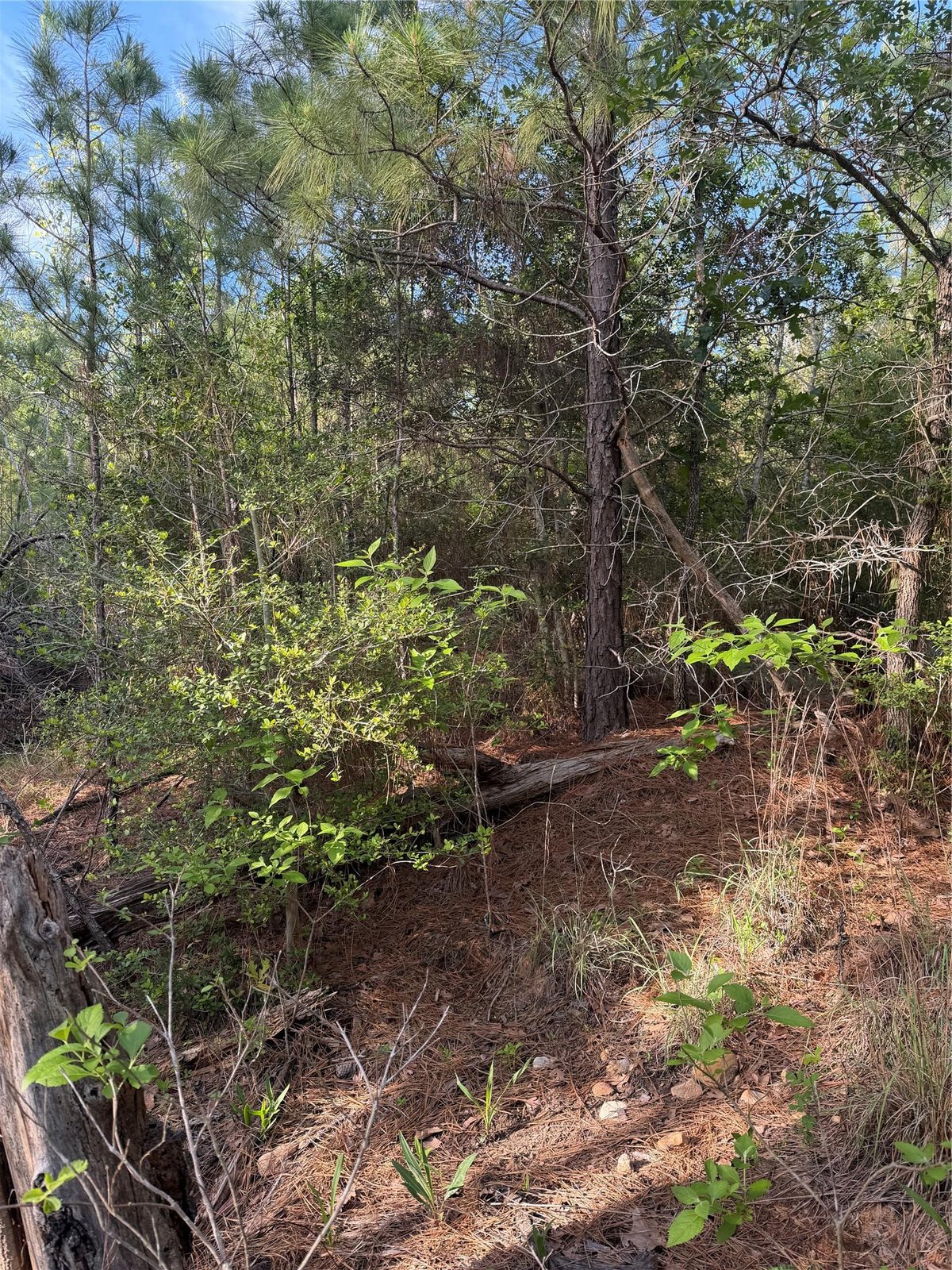 View Lot 1384 Pahihi DR in Tahitian Village, Lot 1384 Pahihi DR - front exterior - Luxury lot in Tahitian Village,, Bastrop, TX