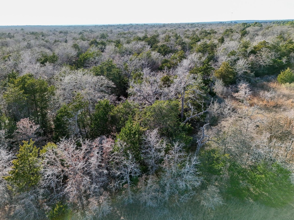 View Lot 15 Antioch Rd in Smith, Charles S Lot 15 Antioch Rd - front exterior - Luxury lot in Smith, Charles S, Paige, TX