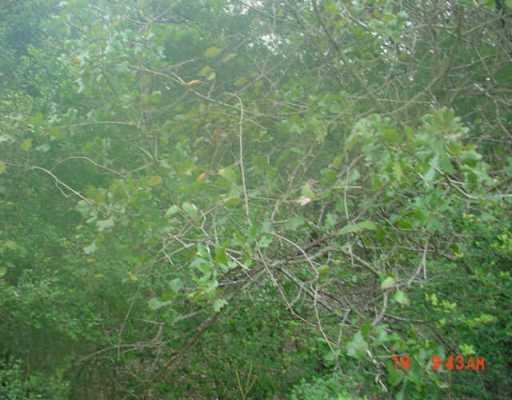 View Lot 18 Sunset HTS Lot 18 Sunset HTS - front exterior - Luxury lot in Bastrop, TX