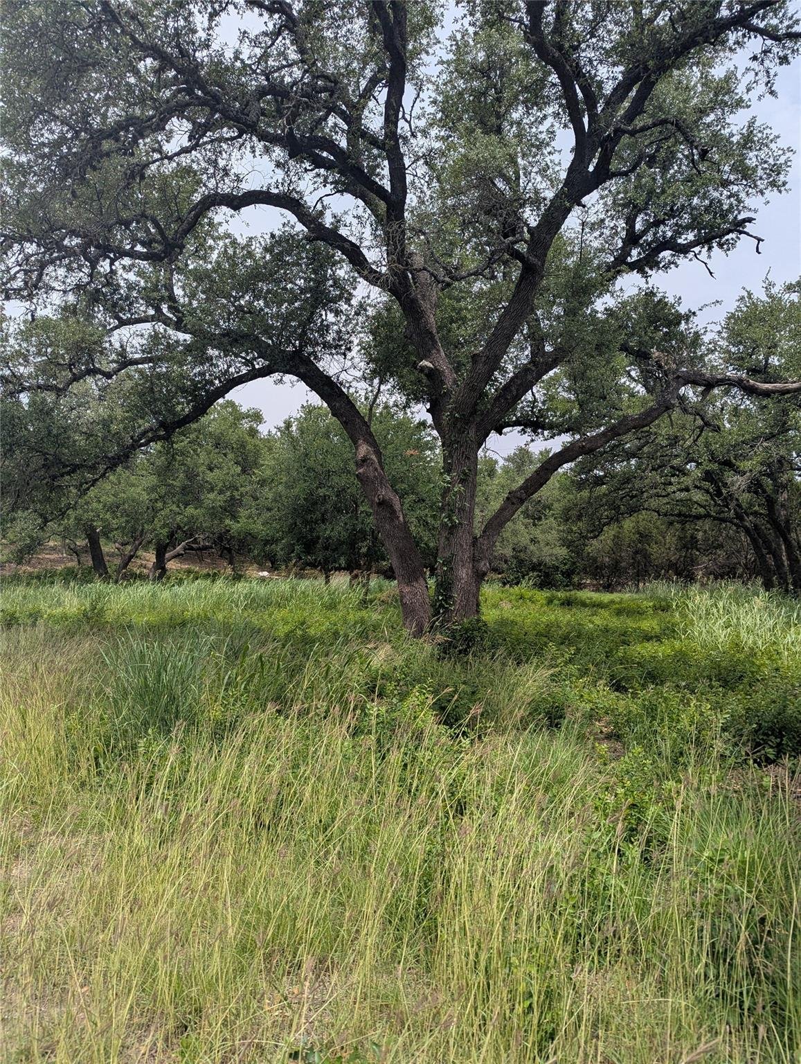 View Lot 2 Hamilton Pool Rd in Gorman Lot 2 Hamilton Pool Rd - front exterior - Luxury lot in Gorman, Bee Cave, TX