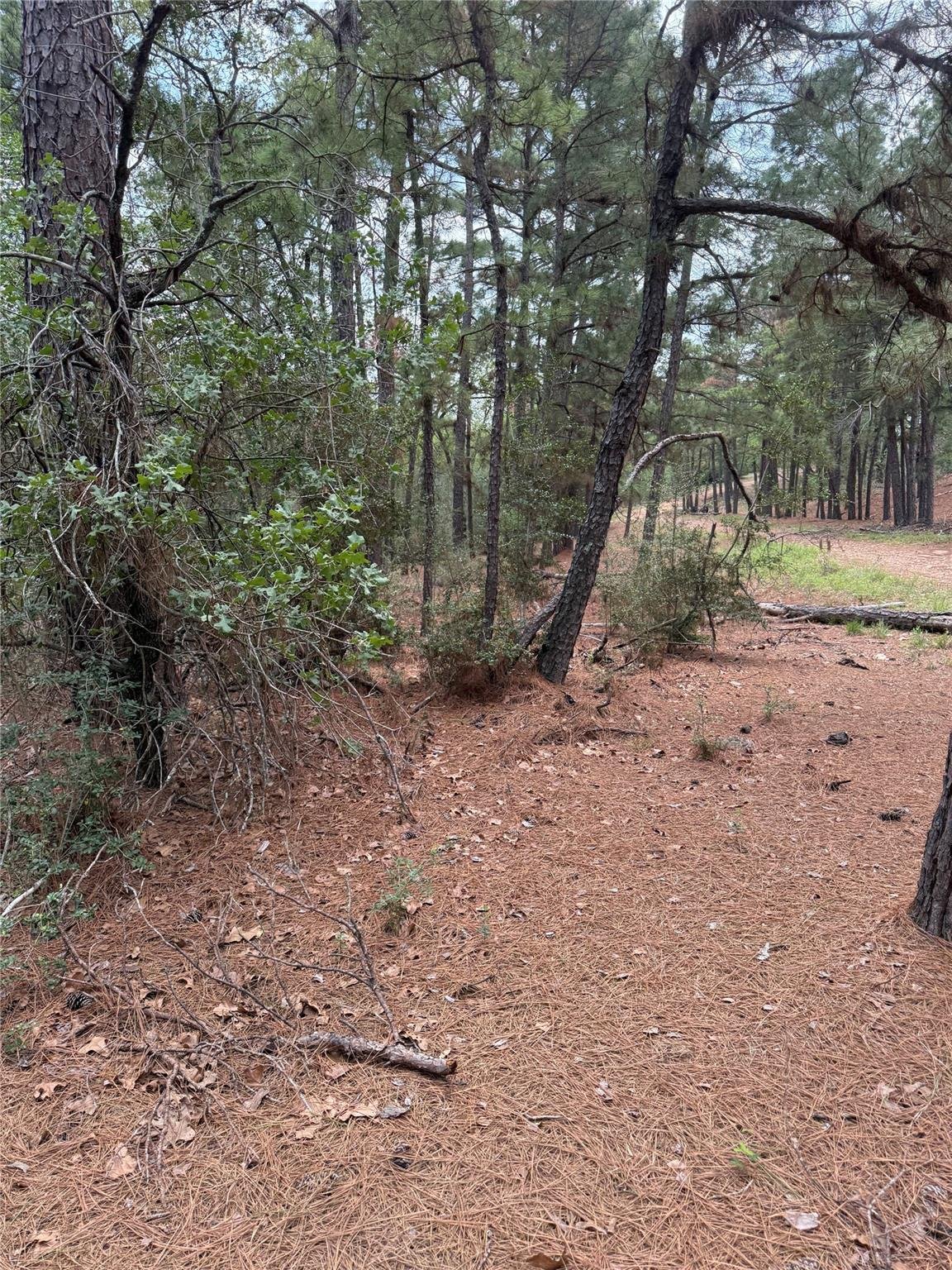 View Lot 35 Tanglewood Dr in Pine Forest Lot 35 Tanglewood Dr - front exterior - Luxury lot in Pine Forest, Bastrop, TX