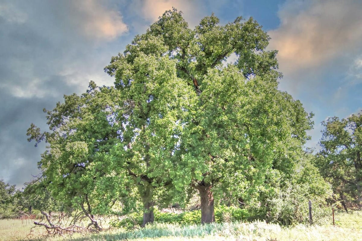 Primary bedroom at Lot 4 RM 1323 - Willow City, TX