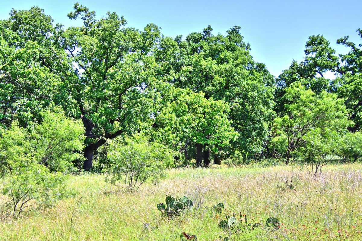 Primary bedroom at Lot 5 RM 1323 - Willow City, TX