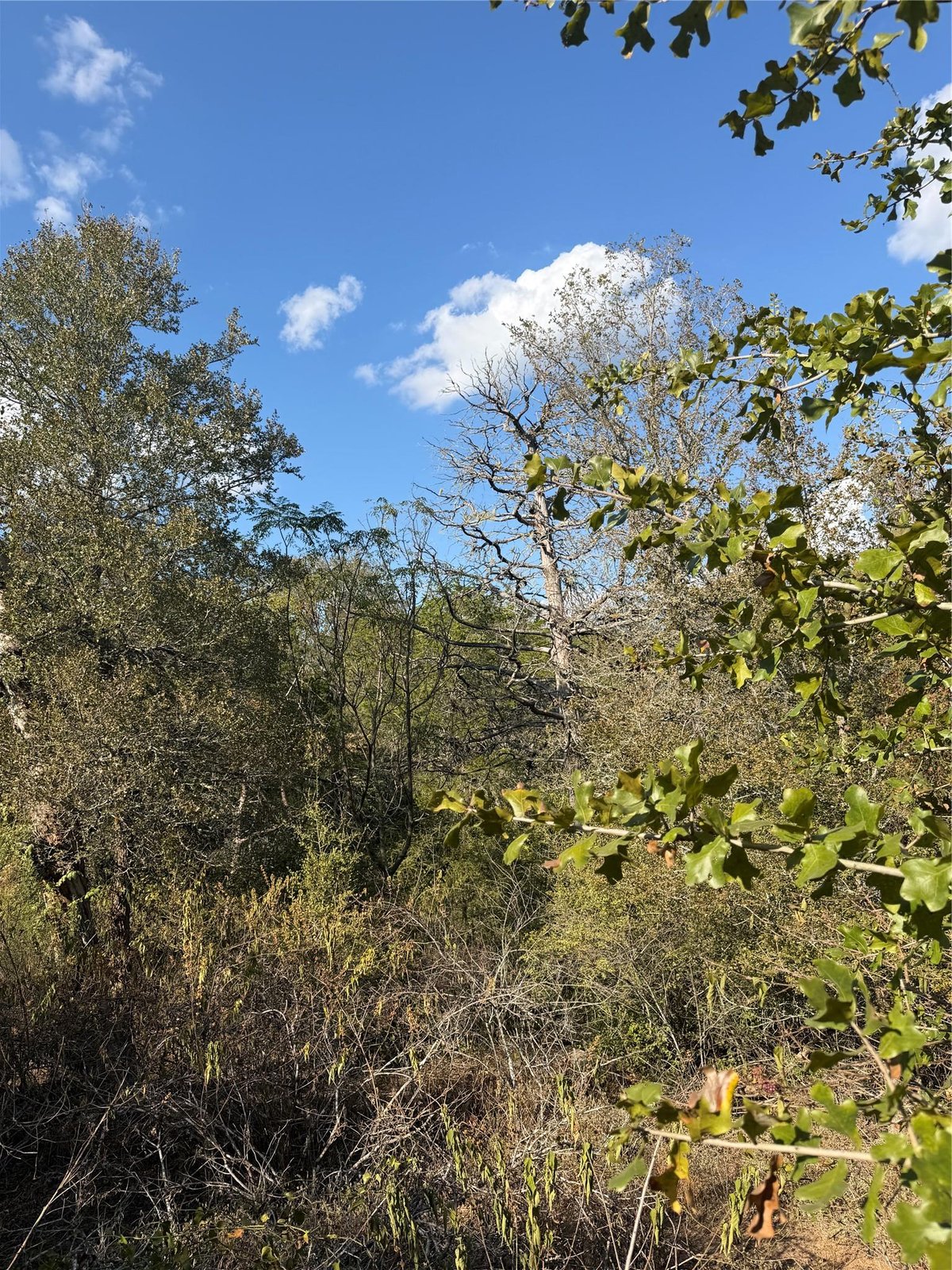 View Lot 539 Palikea CIR in Bastrop Lot 539 Palikea CIR, photo 1 of 6, Bastrop, Bastrop, TX