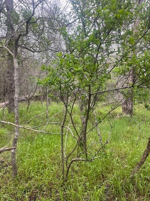 View Lot 628 Hilea Ct in Tahitian Village, Lot 628 Hilea Ct - front exterior - Luxury lot in Tahitian Village,, Bastrop, TX