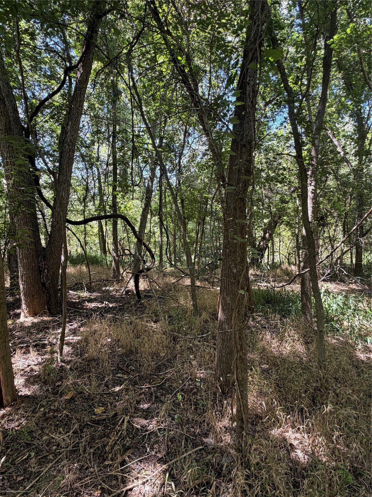 View Lot 677 Kaukonahua LN in Tahitian Village, Lot 677 Kaukonahua LN - property photo 1 - Luxury lot in Tahitian Village,, Bastrop, TX