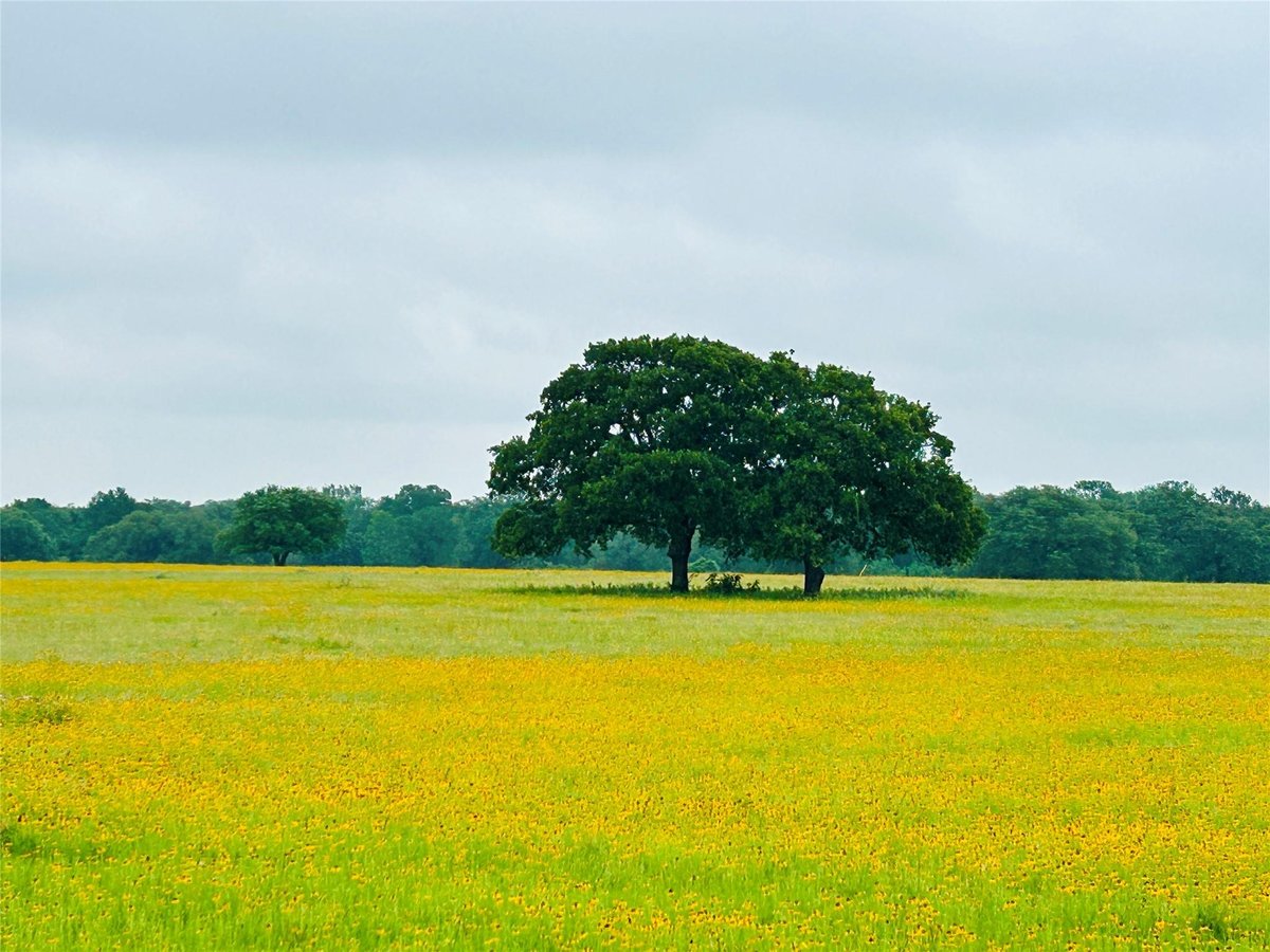 View TBD Lot 5 County Road 127 in Ledbetter TBD Lot 5 County Road 127, photo 1, Ledbetter, Ledbetter, TX