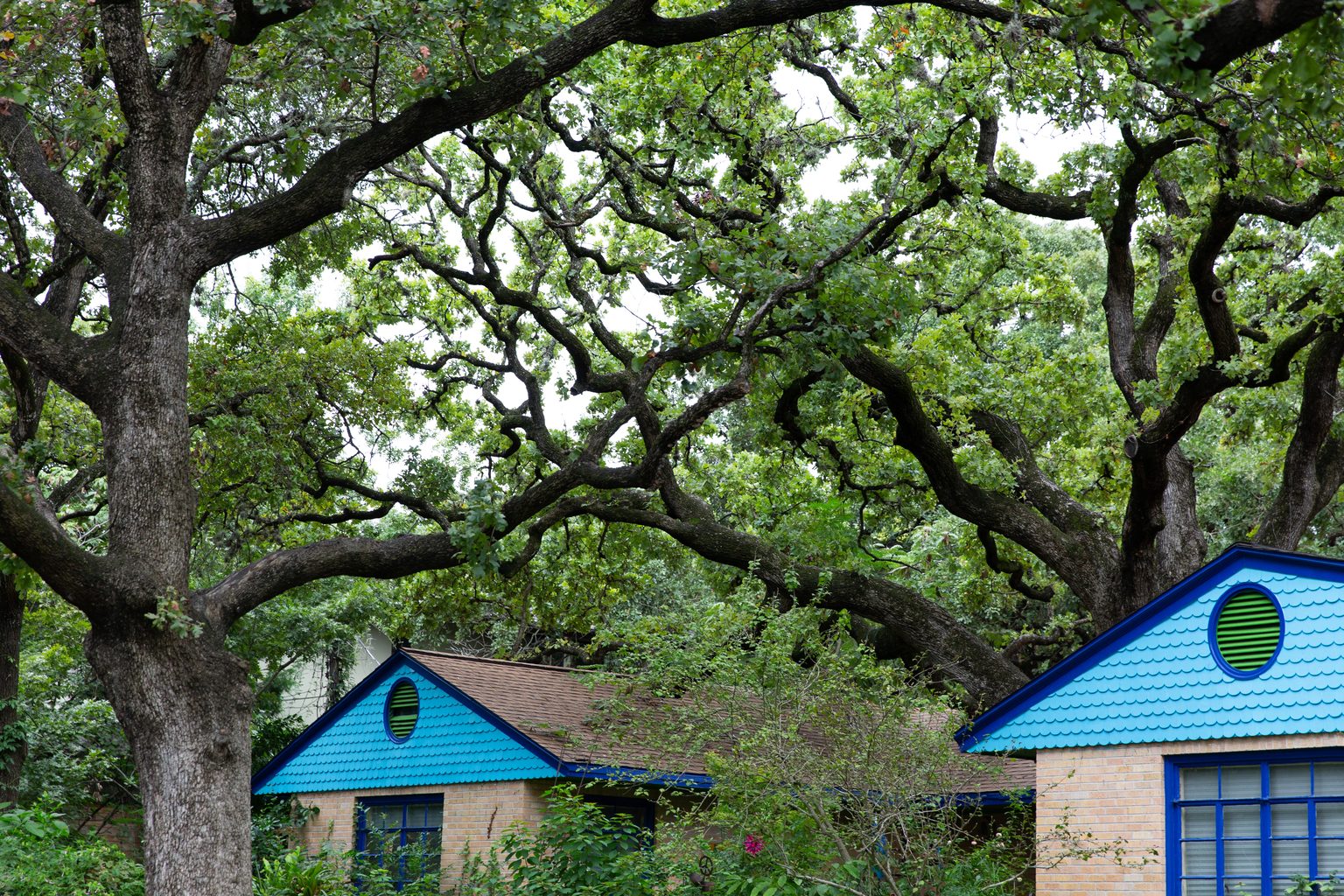 Older Tarrytown cottages under large live oaks