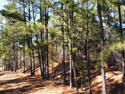 Kitchen at 0 Pine Lodge Drive Lot 26 - Pine Forest Unit 6 Ph Ii, Bastrop, TX