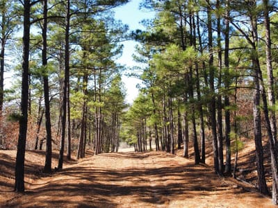 Primary bedroom at 0 Pine Lodge Drive Lot 26 - Pine Forest Unit 6 Ph Ii, Bastrop, TX