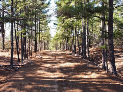 Bathroom at 0 Pine Lodge Drive Lot 26 - Pine Forest Unit 6 Ph Ii, Bastrop, TX