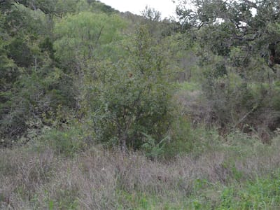 Primary bedroom at 0 Ranch Road 2241 - None, Tow, TX