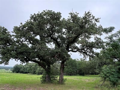 Property photo 5 at 00 Rosanky Cattle Company RD - none, Rosanky, TX