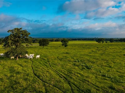 Primary bedroom at 000 Hofferek RD - Absalom Williams Surv Abs #346, Rosanky, TX