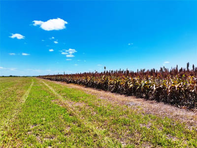 Property photo 5 at 0000 FM 621 - Cyrus Campbell, Martindale, TX