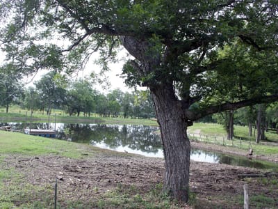 Primary bedroom at 1000 Old Lytton Springs RD - Hollub, Lockhart, TX