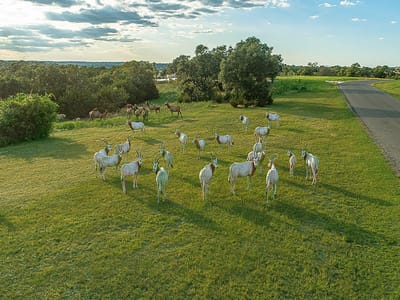Primary bedroom at 101 Bluff Ridge TRL - Ranches Of Brushy Top, Blanco, TX