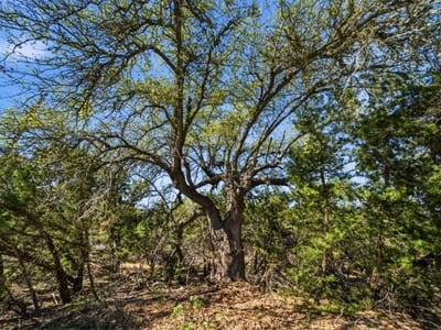 Property photo 4 at 1038 Hidden Hills DR - Sunset Canyon, Dripping Springs, TX