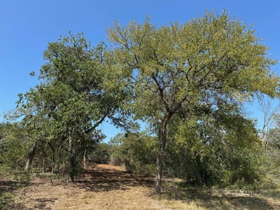 Primary bedroom at 105 Winding River RD - William P Reese Surv #13 Abs #, Kempner, TX