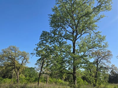 Primary bedroom at 10557 Roy RD - NA, Flatonia, TX
